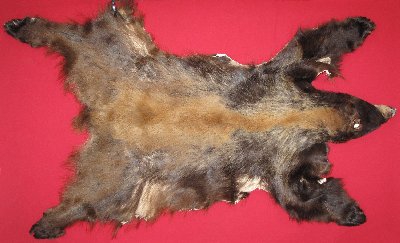 Picture of this lot Tanned Complete Black Bear Hides, Furs, Pelts, Skins