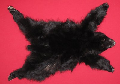 Picture of this lot Tanned Complete Black Bear Hides, Furs, Pelts, Skins