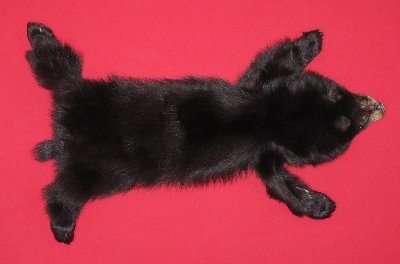 Picture of this lot Tanned Complete Black Bear Hides, Furs, Pelts, Skins