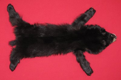 Picture of this lot Tanned Complete Black Bear Hides, Furs, Pelts, Skins