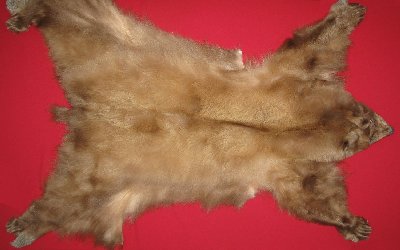 Picture of this lot Tanned Complete Black Bear Hides, Furs, Pelts, Skins