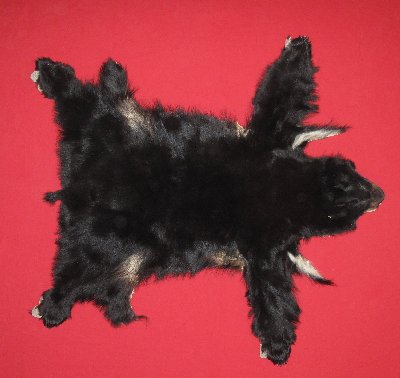 Picture of this lot Tanned Complete Black Bear Hides, Furs, Pelts, Skins