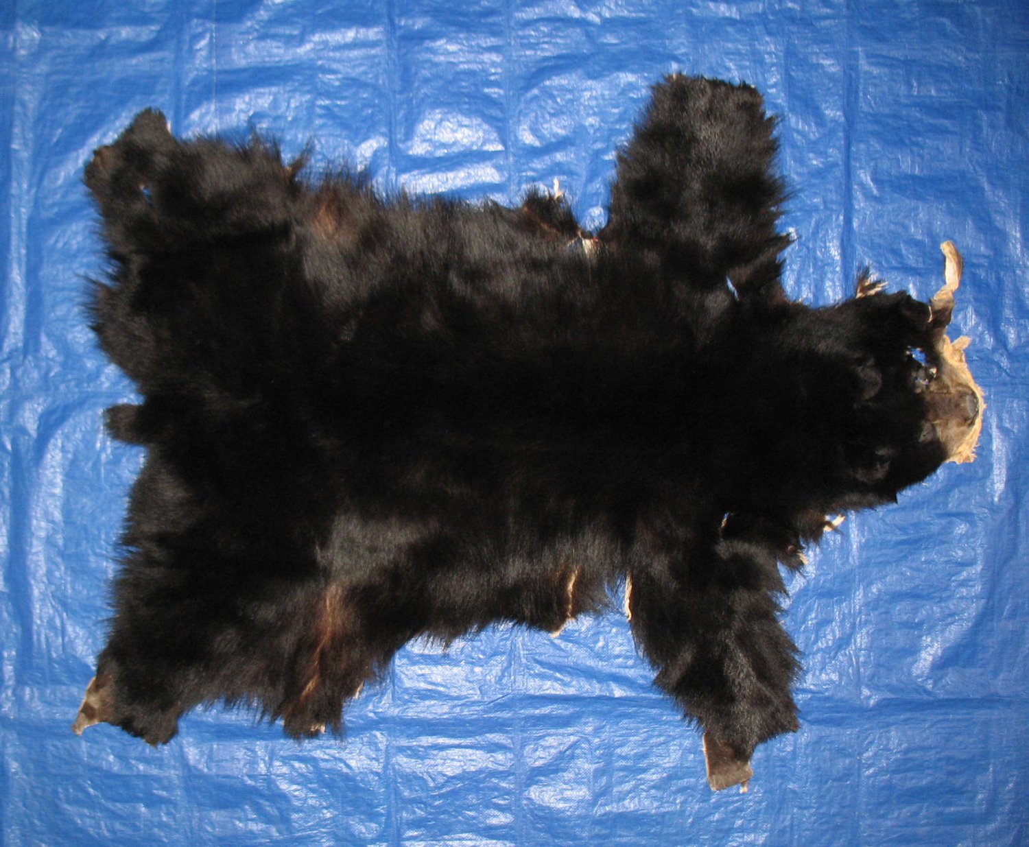 Tanned Furs BLACK BEAR COMPLETE, NO FEET (61070554)