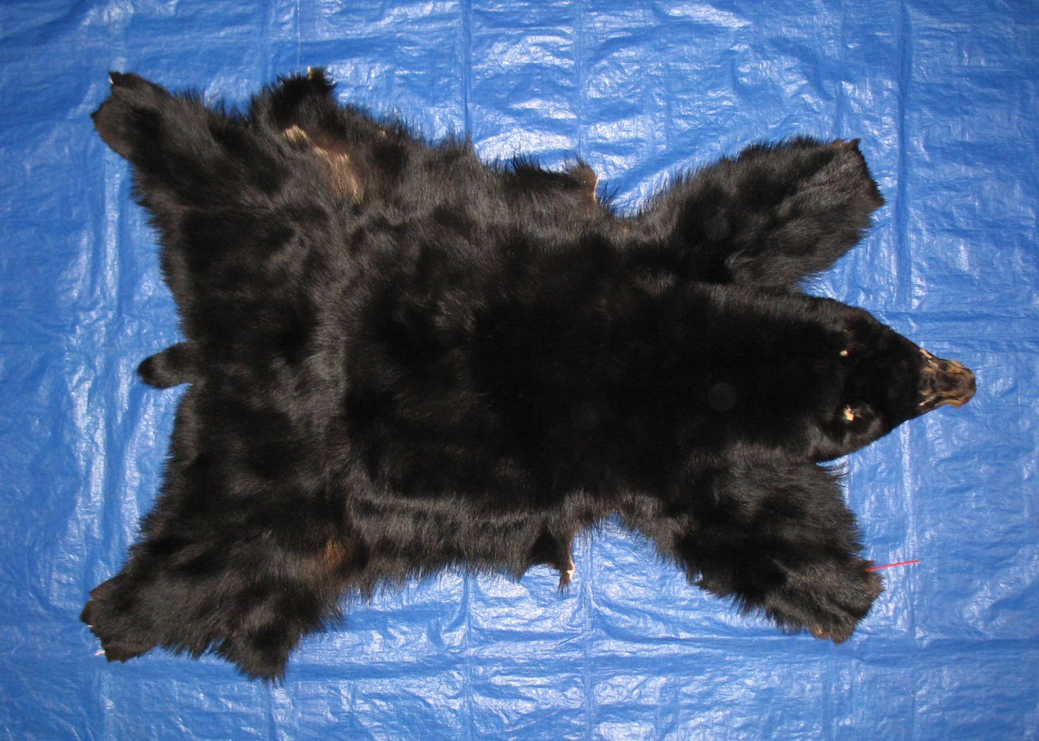 Tanned Furs BLACK BEAR COMPLETE, NO FEET (61070555)