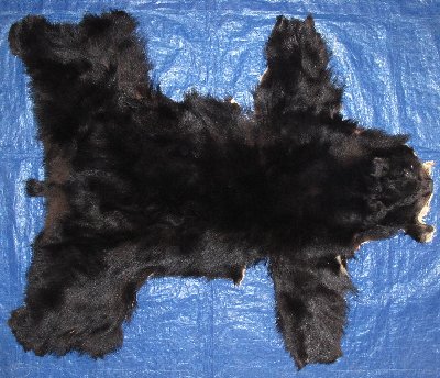 Picture of this lot Tanned No Feet Black Bear Hides, Furs, Pelts, Skins