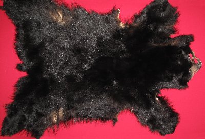 Picture of this lot Tanned No Feet Black Bear Hides, Furs, Pelts, Skins