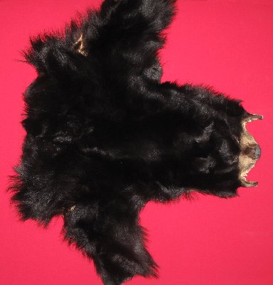 Picture of this lot Tanned Black Bear Taxidermy Capes