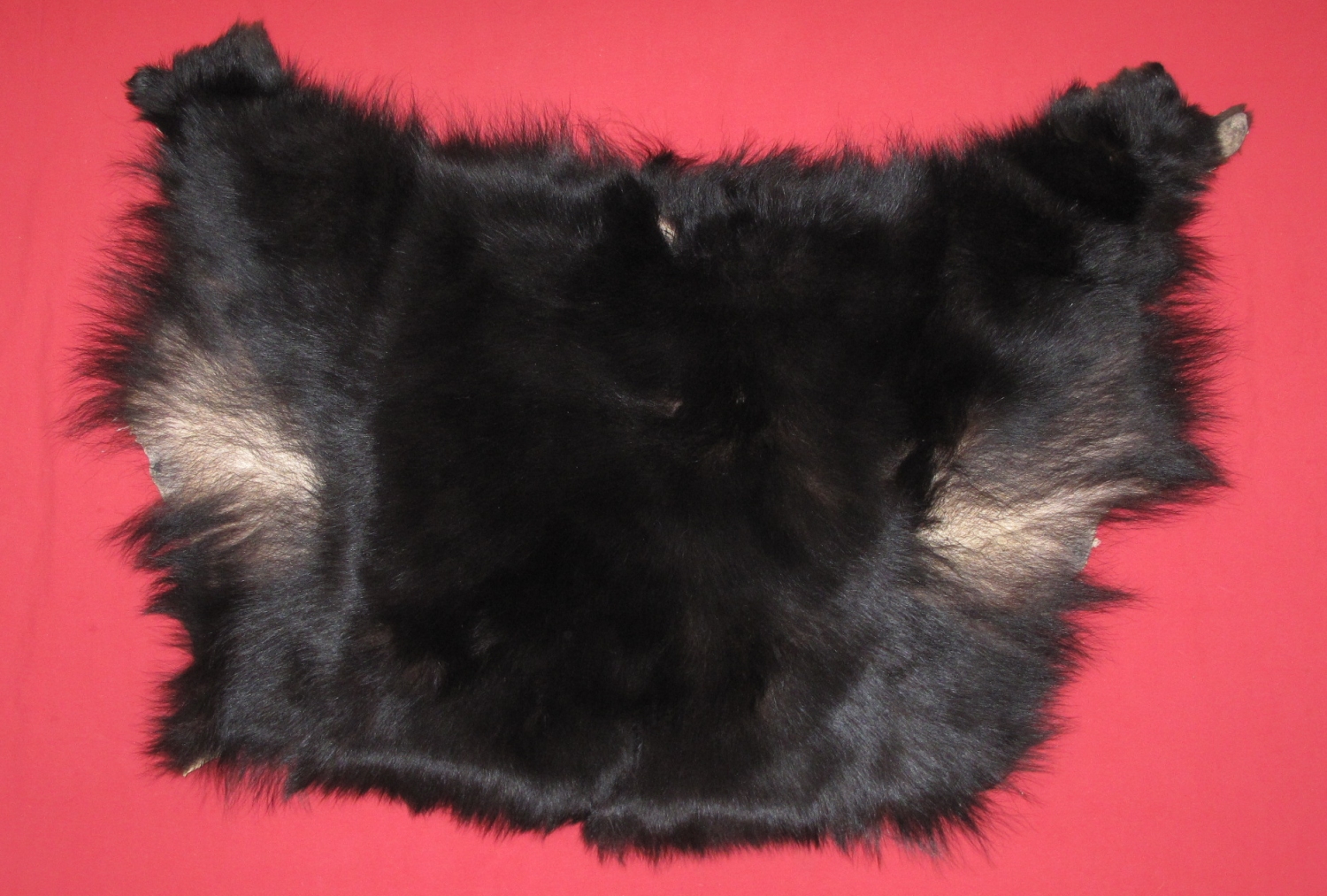 Tanned Furs BLACK BEAR PIECES (61110857)