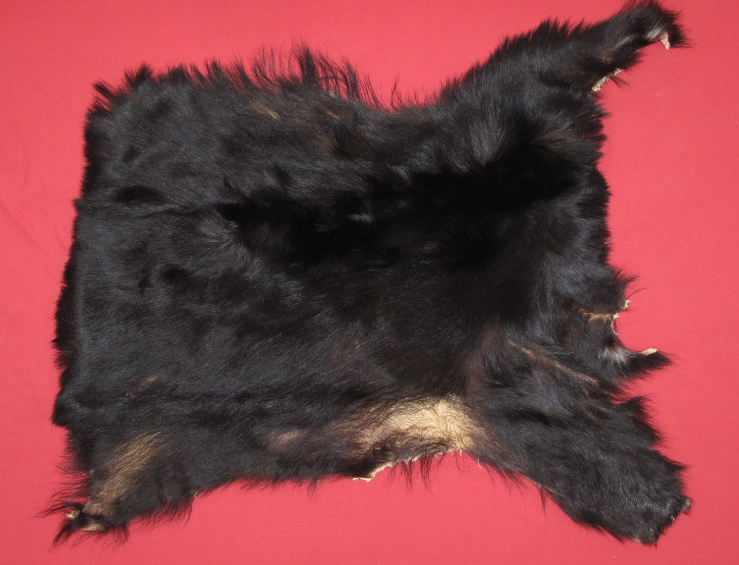 Tanned Furs BLACK BEAR PIECES (61110873)