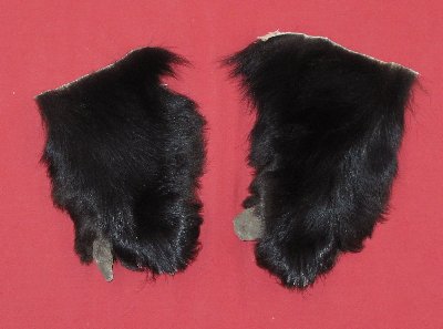Picture of this lot Tanned Black Bear Feet