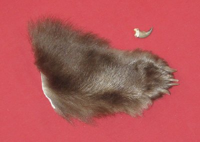 Picture of this lot Tanned Black Bear Feet