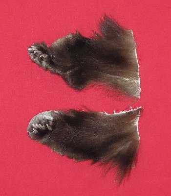 Picture of this lot Tanned Black Bear Feet