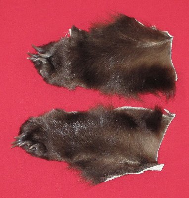 Picture of this lot Tanned Black Bear Feet