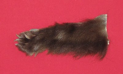 Picture of this lot Tanned Black Bear Feet