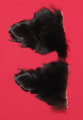 Picture of this lot Tanned Black Bear Feet