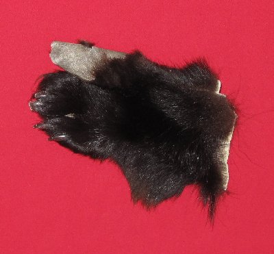 Picture of this lot Tanned Black Bear Feet