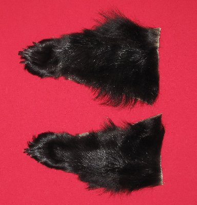 Picture of this lot Tanned Black Bear Feet