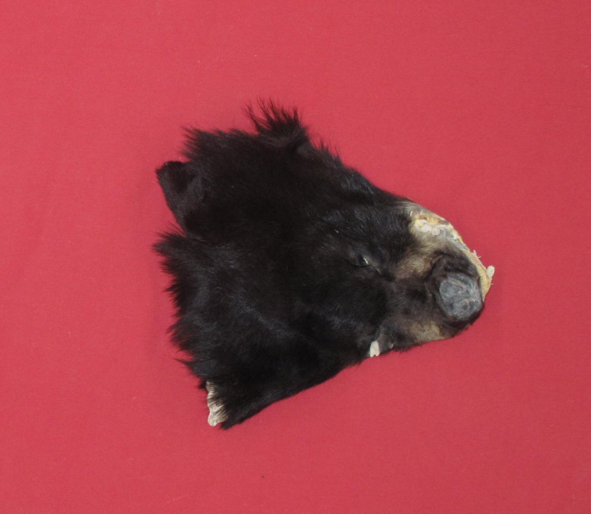 Tanned Furs BLACK BEAR HEADS & EARS (61150062)