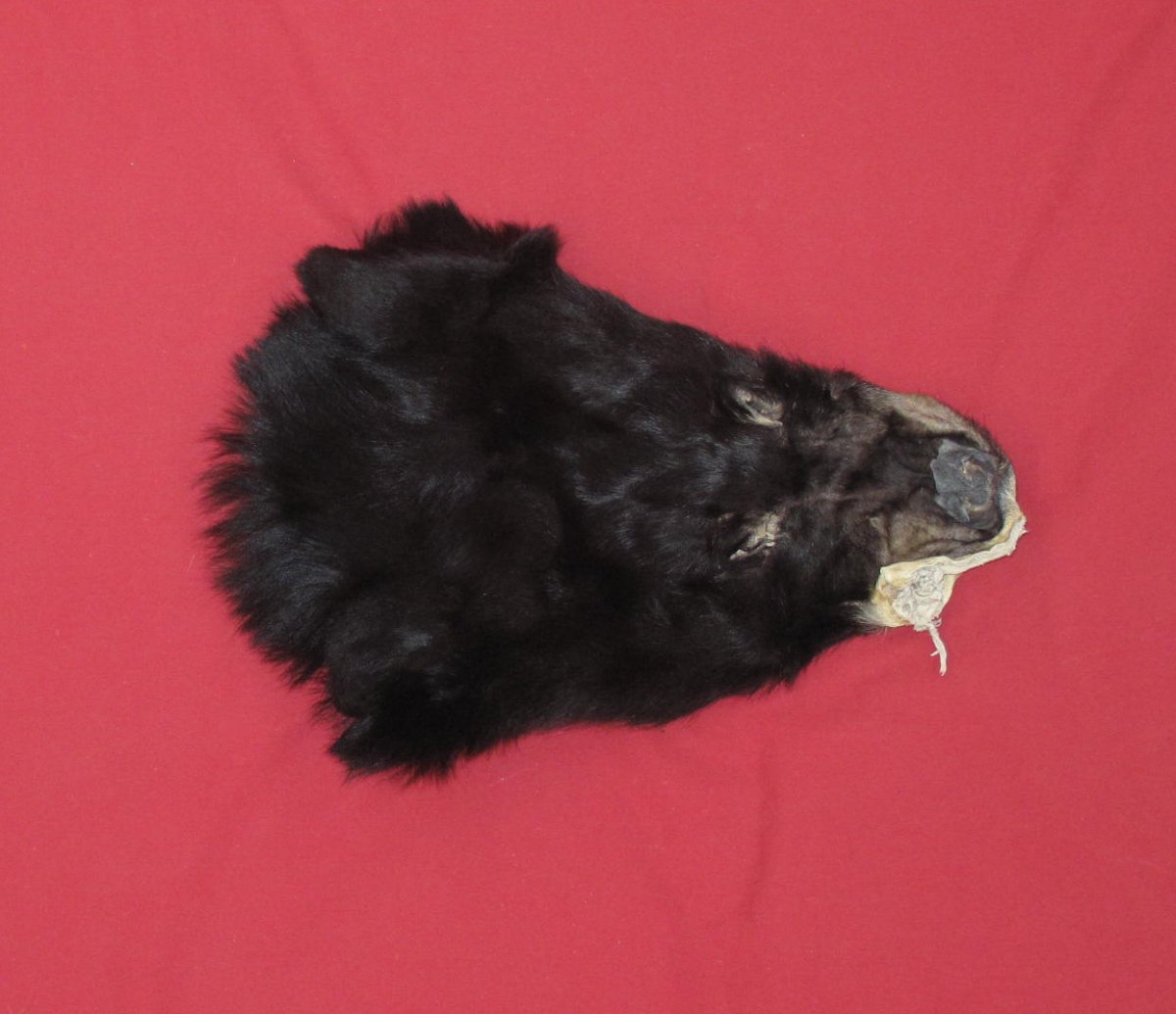 Tanned Furs BLACK BEAR HEADS & EARS (61150068)