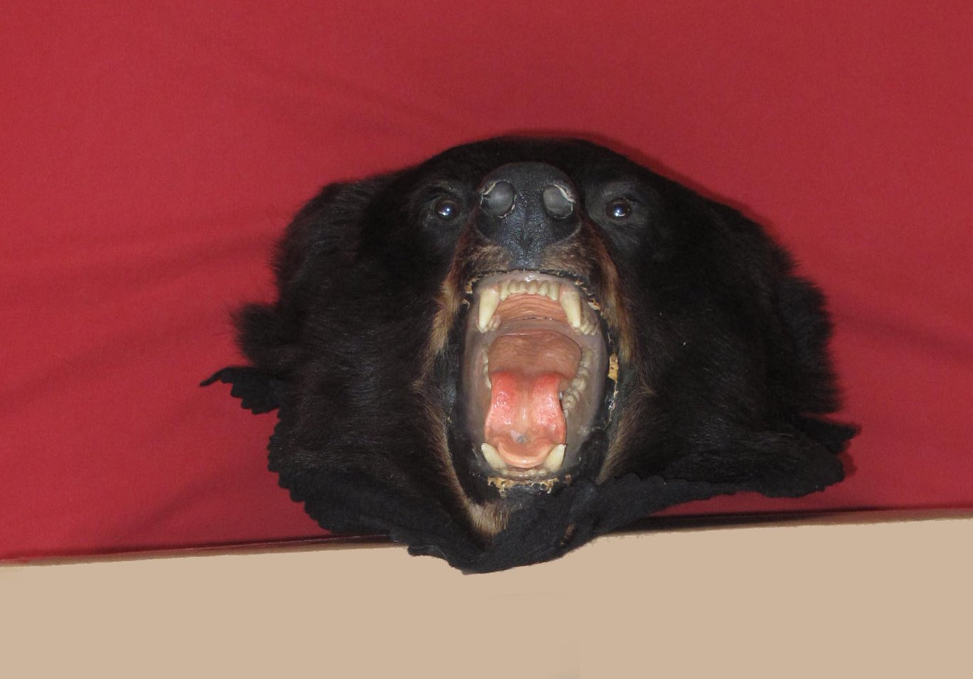 Tanned Furs BLACK BEAR HEADS & EARS (61150086)