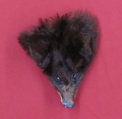 Picture of this lot Tanned Black Bear Heads and Ears