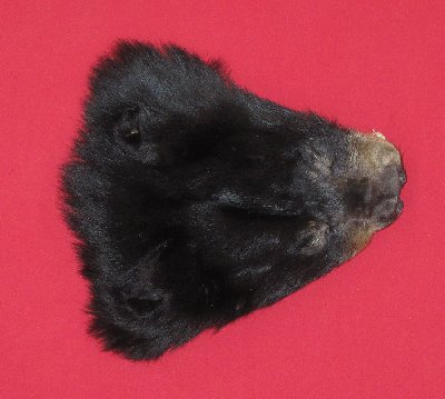 Picture of this lot Tanned Black Bear Heads and Ears