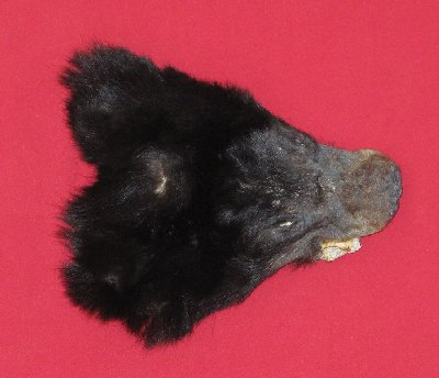 Picture of this lot Tanned Black Bear Heads and Ears