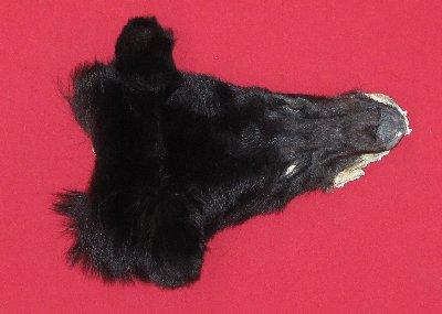 Picture of this lot Tanned Black Bear Heads and Ears