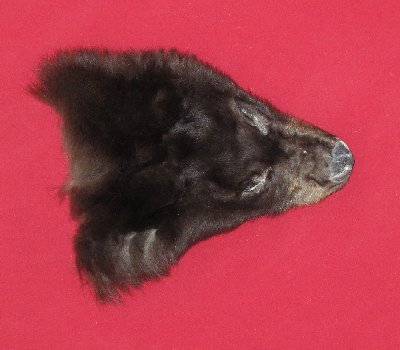 Picture of this lot Tanned Black Bear Heads and Ears