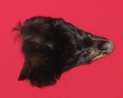Picture of this lot Tanned Black Bear Heads and Ears