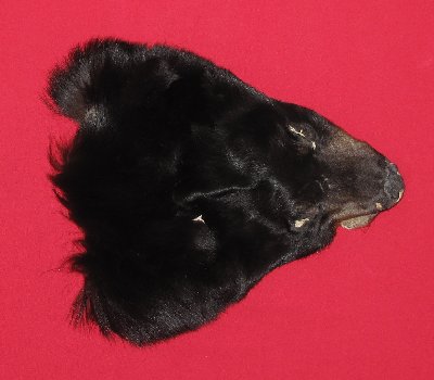 Picture of this lot Tanned Black Bear Heads and Ears