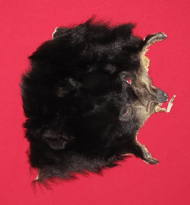Picture of this lot Tanned Black Bear Heads and Ears