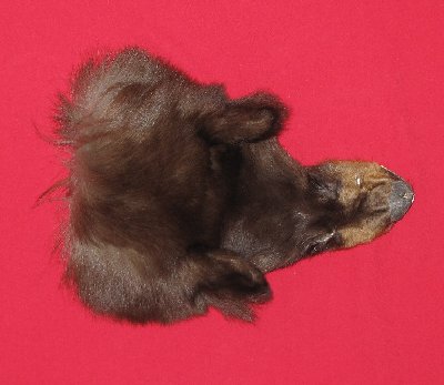 Picture of this lot Tanned Black Bear Heads and Ears