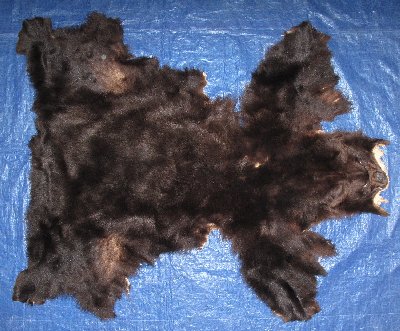 Picture of this lot Tanned Grizzly Bear Hides, Furs, Pelts, Skins