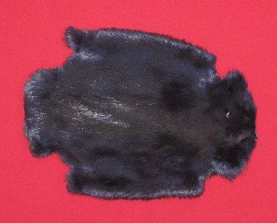 Picture of this lot Tanned Legholes Split Beaver Hides, Furs, Pelts, Skins