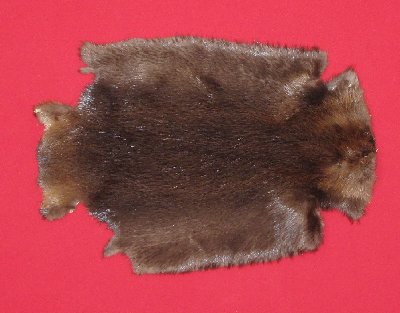 Picture of this lot Tanned Legholes Split Beaver Hides, Furs, Pelts, Skins