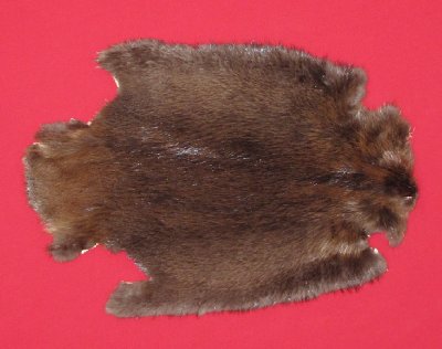 Picture of this lot Tanned Legholes Split Beaver Hides, Furs, Pelts, Skins