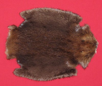 Picture of this lot Tanned Legholes Split Beaver Hides, Furs, Pelts, Skins