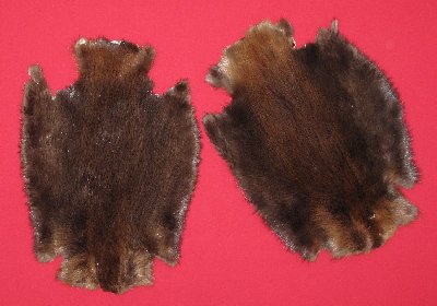 Picture of this lot Tanned Legholes Split Beaver Hides, Furs, Pelts, Skins
