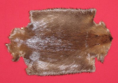 Picture of this lot Tanned Legholes Split Beaver Hides, Furs, Pelts, Skins