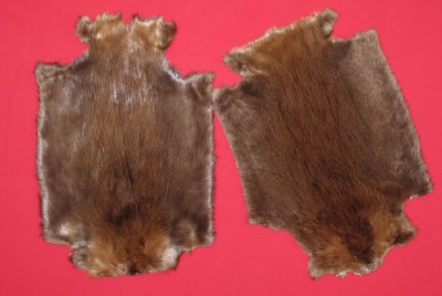 Picture of this lot Tanned Legholes Split Beaver Hides, Furs, Pelts, Skins