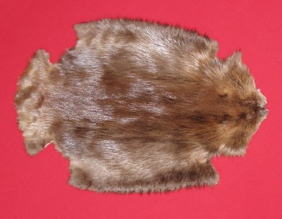 Picture of this lot Tanned Legholes Split Beaver Hides, Furs, Pelts, Skins