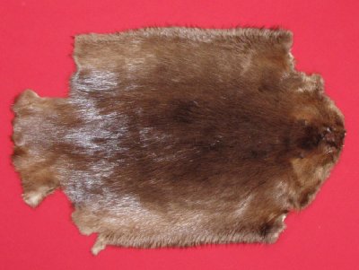 Picture of this lot Tanned Legholes Split Beaver Hides, Furs, Pelts, Skins
