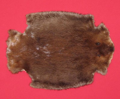 Picture of this lot Tanned Legholes Split Beaver Hides, Furs, Pelts, Skins
