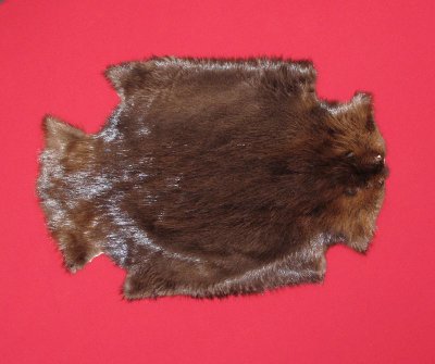 Picture of this lot Tanned Legholes Split Beaver Hides, Furs, Pelts, Skins