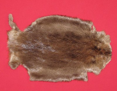 Picture of this lot Tanned Legholes Split Beaver Hides, Furs, Pelts, Skins