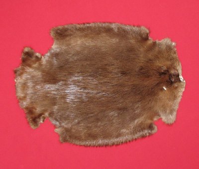 Picture of this lot Tanned Legholes Split Beaver Hides, Furs, Pelts, Skins