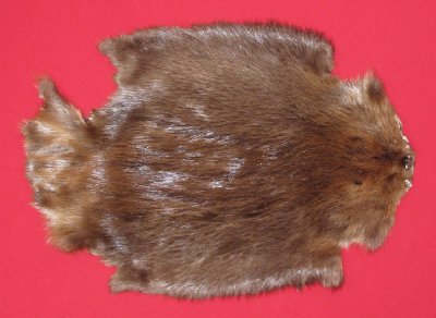 Picture of this lot Tanned Legholes Split Beaver Hides, Furs, Pelts, Skins