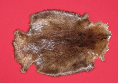 Picture of this lot Tanned Legholes Split Beaver Hides, Furs, Pelts, Skins