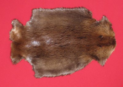Picture of this lot Tanned Legholes Split Beaver Hides, Furs, Pelts, Skins